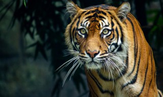世界上体型最大的老虎是哪一种 世界上体型最大的老虎是哪一种虎