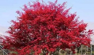 日本红枫苗日本红枫树的种植方法 日本红枫种植方法和注意事项