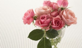自己在花盆里种玫瑰花可以吗 玫瑰花能在花盆里种吗