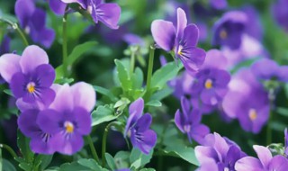 紫罗兰的习性是什么 紫罗兰的生长