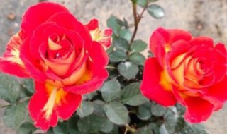 如何区分干的玫瑰花和月季花（怎么区分干玫瑰花和干月季花）