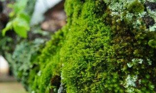 苔藓可食用吗（苔藓能食用吗）