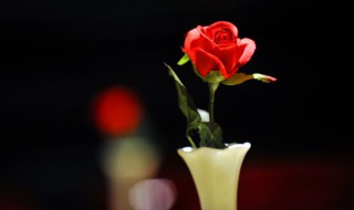 盒装玫瑰花与玫瑰花束有什么区别 玫瑰花盒装好还是花束好