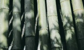 竹子发霉怎么处理黑斑 竹叶发霉怎么处理黑斑