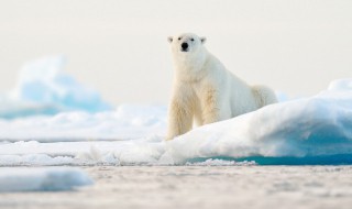 南极为什么比北极冷 南极为什么比北极冷简略的概括