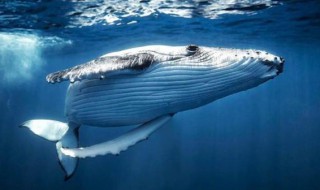 最早的鲸类生活在陆地上还是海洋里（鲸生活在海洋里,属于鱼类,对吗?）