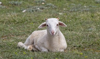 为什么澳洲冬季剪羊毛（澳洲羊毛和初剪羊毛）
