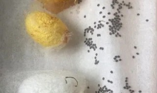 蚕卵怎么保存 蚕卵怎么保存到第二年
