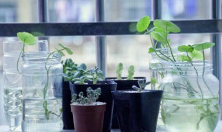小口玻璃瓶怎么种植物（玻璃瓶能土培植物吗）