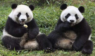 大熊猫长什么样子 大熊猫长什么样子?(图片全身