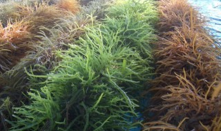 海藻怎么种植（海藻怎么种植好看）