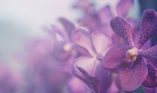 紫根兰什么时候开花 紫根兰多长时间才开花
