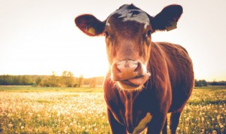 为什么牛不吃东西时嘴巴也在不停地咀嚼