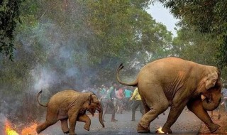 大象临死前真的会到大象墓地等待死亡吗