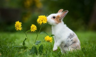 为什么兔子的耳朵特别长? 为什么兔子耳朵这么长