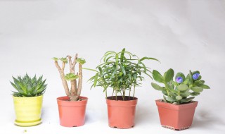 办公室养植物为什么容易死（为什么办公室要养植物）