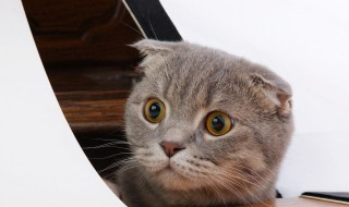 猫的瞳孔为什么会变大变小 猫瞳孔会变小变大是因为什么