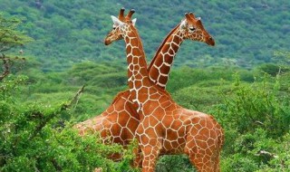 为什么长颈鹿的脖子特别长（为什么长颈鹿的脖子特别长美术活动教案）
