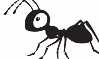 蚂蚁为什么要保护蚜虫 蚂蚁的蚜虫
