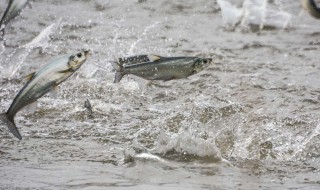 为什么冬季在养鱼的河面上要凿孔（为什么冬季在养鱼的河面上要凿孔呢）