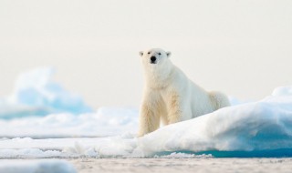为什么说白熊是北极动物之王（北极熊又叫白熊,这个说法对吗）