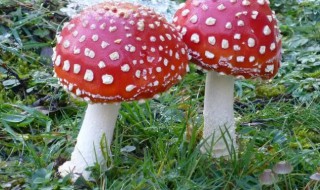 越鲜艳的蘑菇越有毒吗 鲜艳的蘑菇一定是有毒的吗