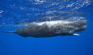 为什么说抹香鲸是哺乳动物中的潜水冠军