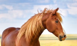 为什么马的耳朵时常摇动 马的耳朵为什么总动摇啊