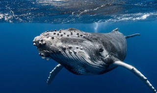 为什么鲸类有流眼泪的习性 鲸鱼的眼泪象征的什么