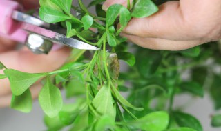 米兰盆栽的养殖方法 米兰花盆栽的养殖方法