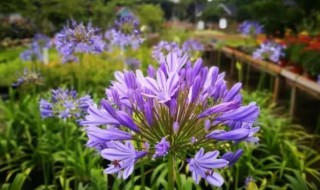 紫色彼岸花的花语 紫色彼岸花的花语和寓意