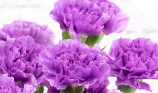 紫色妖姬的花语是什么（紫妖姬花解语）