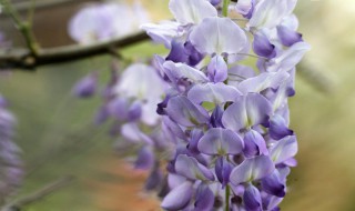 紫藤花种植方法（紫藤花的种植方法和移栽）