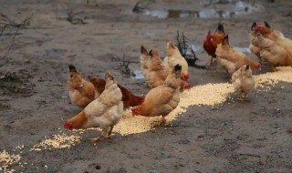 为什么母鸡多吃小虫会多生蛋 母鸡孵小鸡会有好多虫