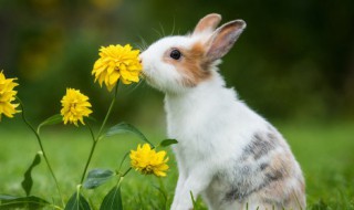 软萌可人眉清目秀的宠物兔兔的名字 活泼的兔子名字