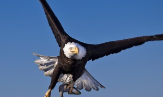 为什么鹰能从高空发现地面的小猎物（为什么鹰能从高空发现地面的小猎物不能飞）