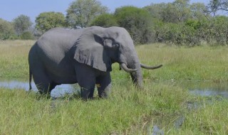 为什么非洲象的耳朵比亚洲象的耳朵大