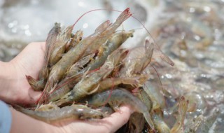 清蒸基围虾的制作方法 清蒸基围虾怎么做好吃配料怎么做