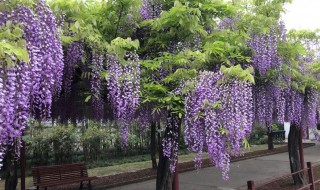紫藤树养殖方法 紫藤树养殖与管理