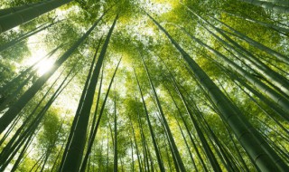 竹子种植方法和注意事项（地栽竹子养殖方法和注意事项）