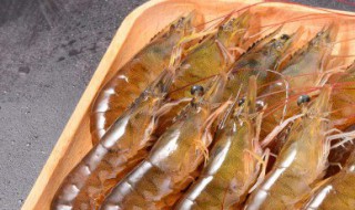 日本车虾的养殖方法 日本虾养殖技术