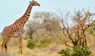 长颈鹿每天的睡眠时间大约是几小时 长颈鹿每天的睡眠时间大约是几小时的