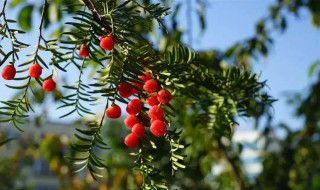 红豆杉属于被子植物还是裸子植物（红豆杉是被子植物么）