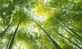 竹子根种植 竹子扦插繁殖
