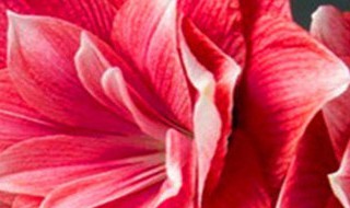 大头兰与朱顶红是不是同一种植物 对兰与朱顶红花的区别
