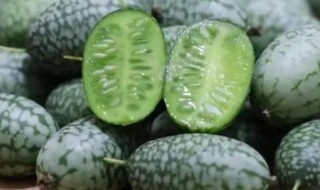 拇指西瓜种植方法盆栽 拇指西瓜的种子在阳台怎么栽种