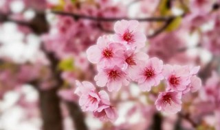 樱花是哪个国家的国花 樱花是哪一国的国花