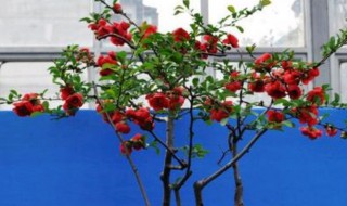 花椒树的种植方法盆栽 花椒树怎样栽