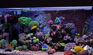 海里的珊瑚可以放到鱼缸里吗 海缸里的珊瑚需要注意