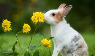 兔子可以晒太阳吗 出生十天的小兔子可以晒太阳吗